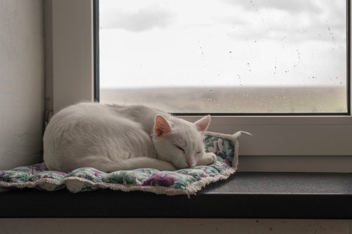 雨の日の窓際で眠る猫