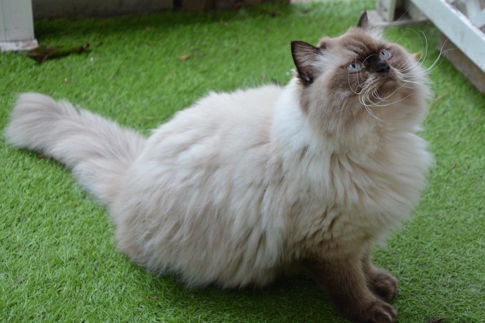 芝生の上に座る長毛猫