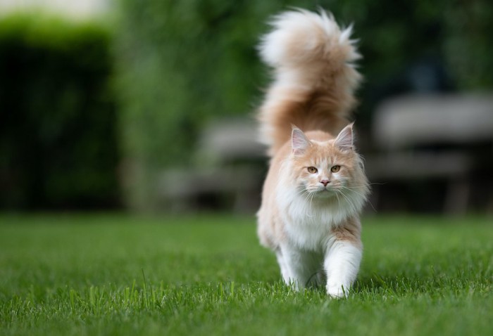 しっぽを立てて芝生を歩く猫
