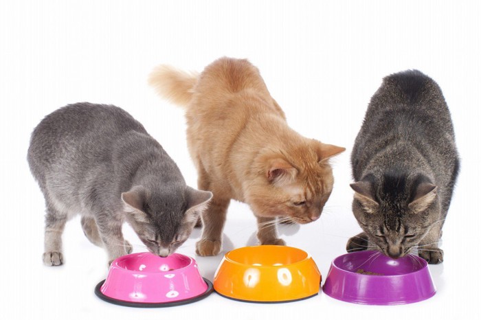 それぞれの食器で食事をする三匹の猫