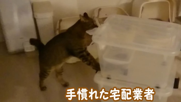箱を押す猫