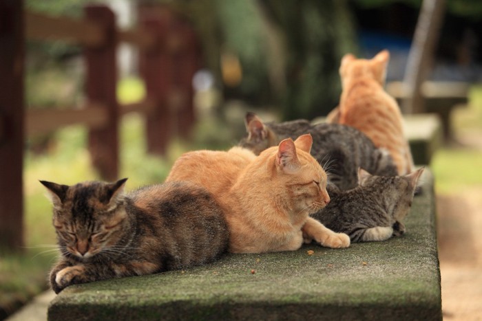 公園のベンチに集合する猫たち
