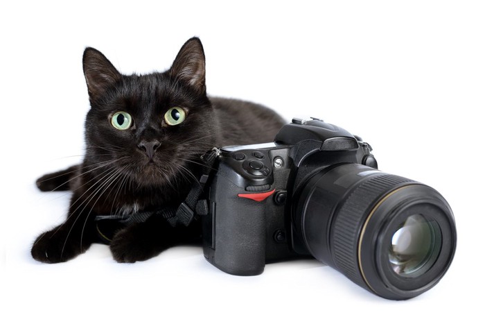 一眼レフカメラと黒猫