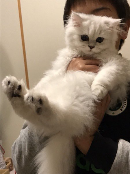 抱っこされる白猫の子猫