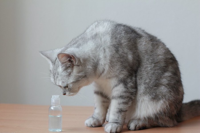 液体の入ったボトルを見つめる猫