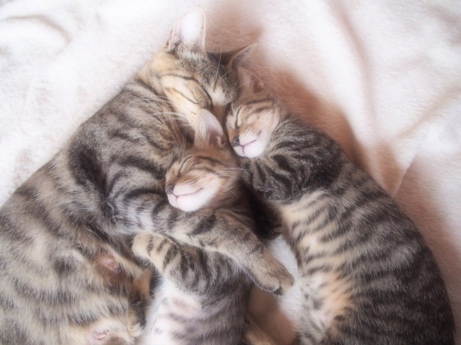 3匹で寝ている親猫と子猫