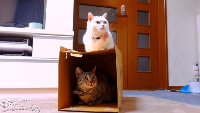 箱の中にいる猫と上に乗る猫