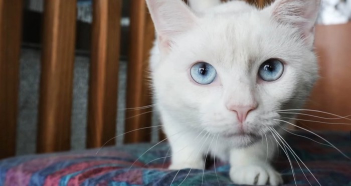目がブルーの白猫