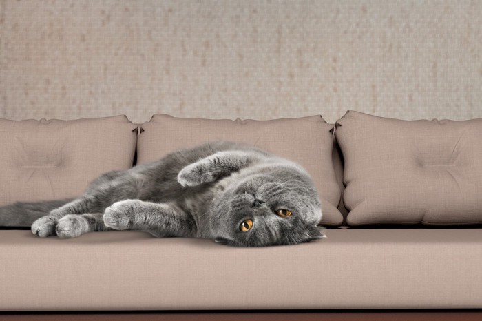 ソファで転がるグレー猫