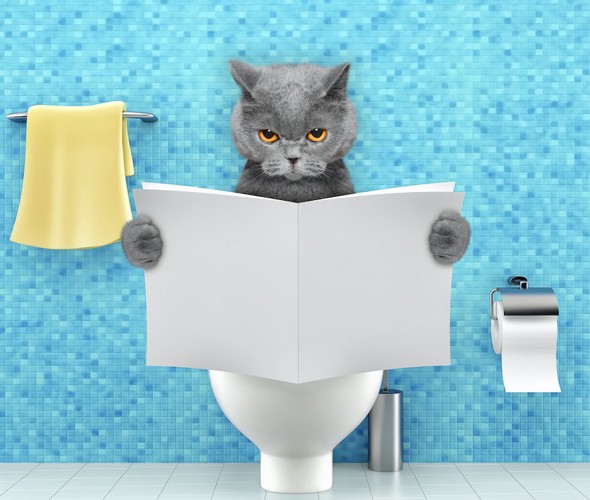 人間のように本を読みながらトイレに座る猫