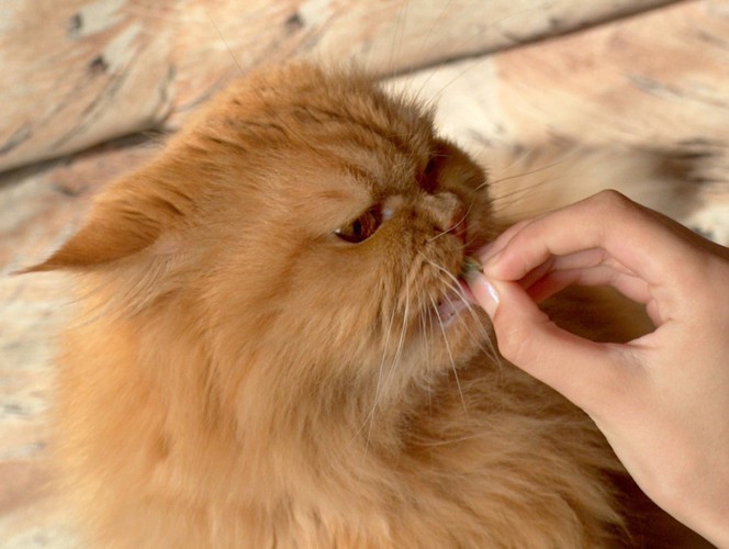 猫手から食べる