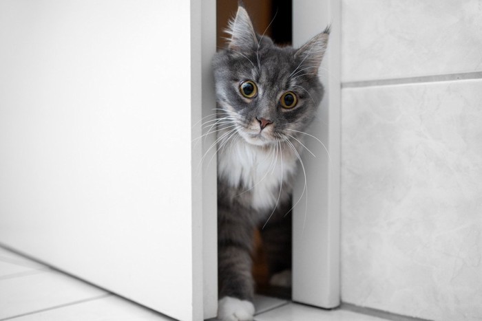 狭いドアの隙間を移動しようとする猫