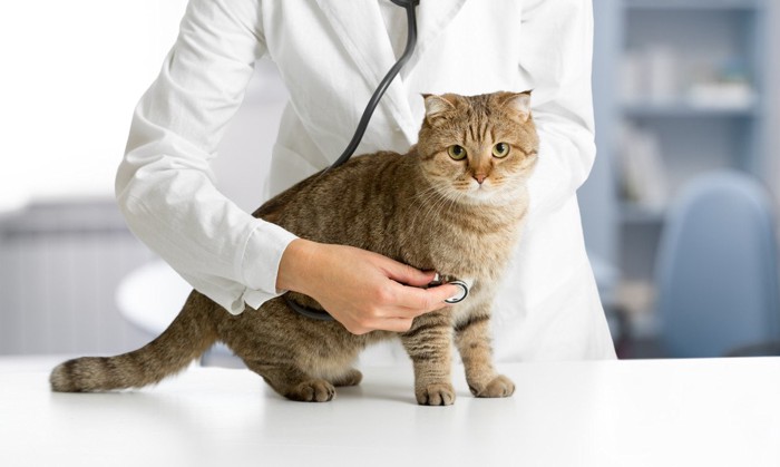猫に聴診器を当てる獣医師