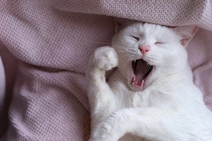 ガッツポーズであくびをする白猫