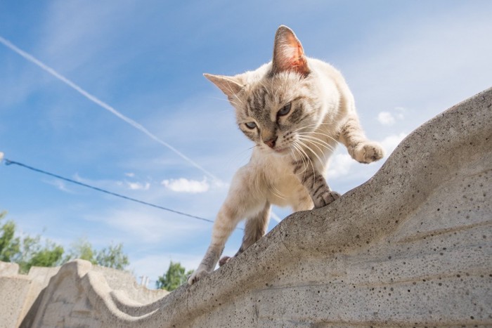 塀の上を歩く猫