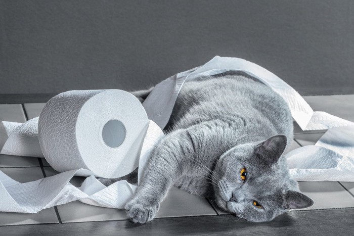 トイレットペーパーにまみれる猫