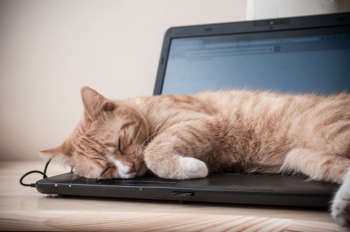 パソコンの上で眠る猫