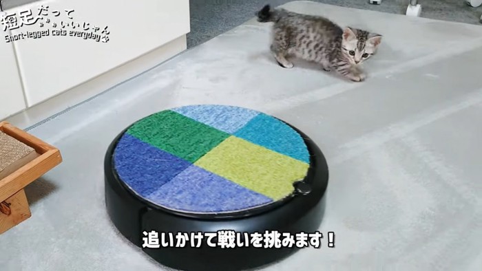 ロボット掃除機の横にいる子猫