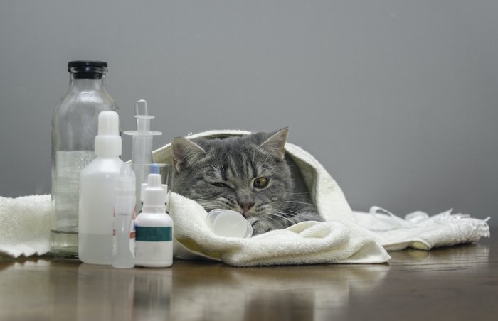 タオルにくるまった猫と薬品の瓶