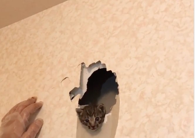壁から顔を出す子猫