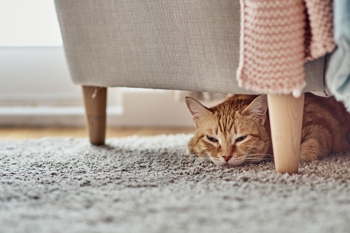 ソファの下にいる茶トラ猫