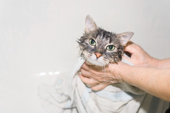 タオルで拭かれている濡れた猫