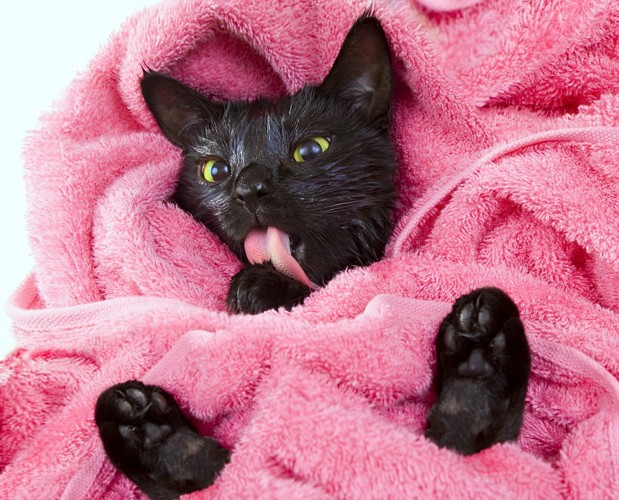 ピンクのタオルに包まれている猫