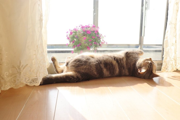 陽だまりで寝る猫
