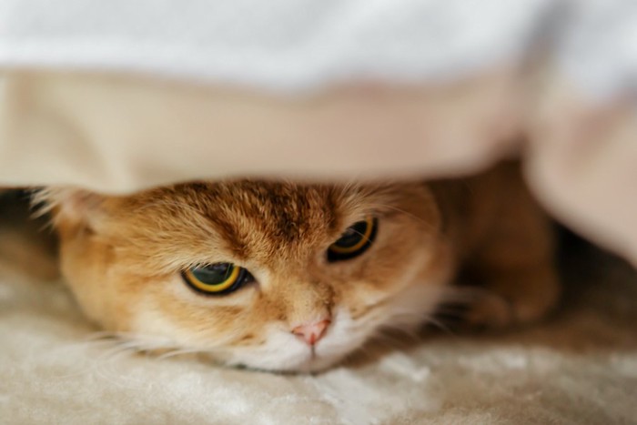 布団の下に潜り込んでいる猫