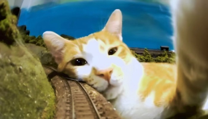 気だるげに列車を横転させる猫