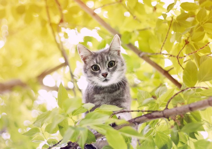 木の枝からのぞくサバ猫
