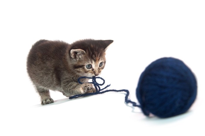 紐状のおもちゃで遊ぶ猫