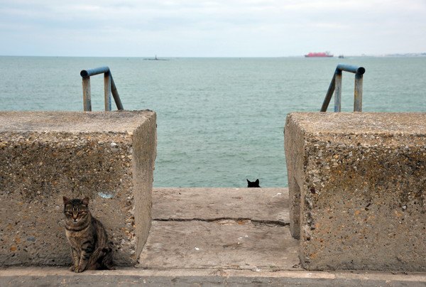 堤防にいる猫