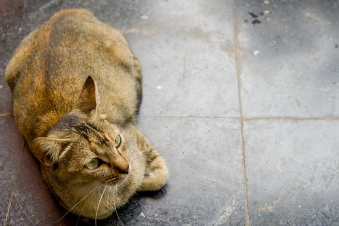 タイルの床に座る猫