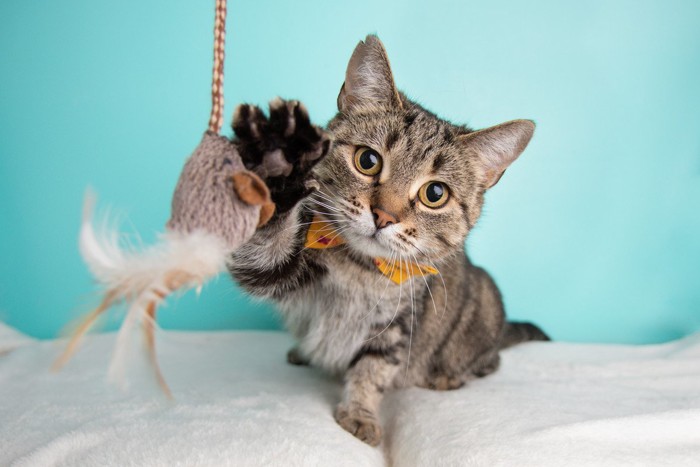 ネズミのおもちゃに手をのばす猫