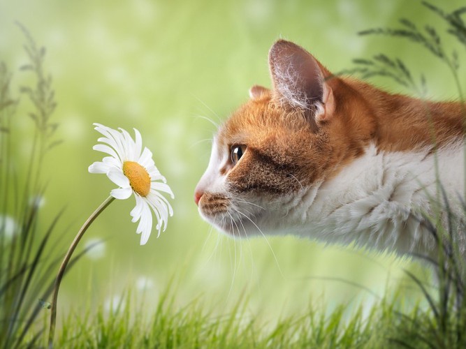 花のにおいを嗅ぐ猫