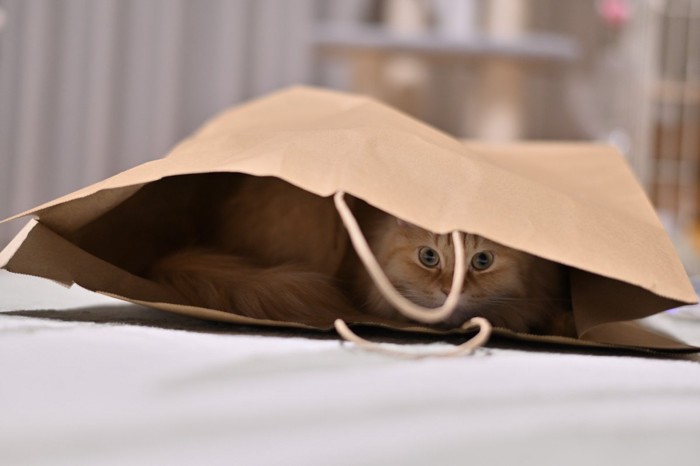 袋の中からこちらを覗いている猫