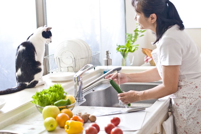 野菜を洗う様子を見る猫