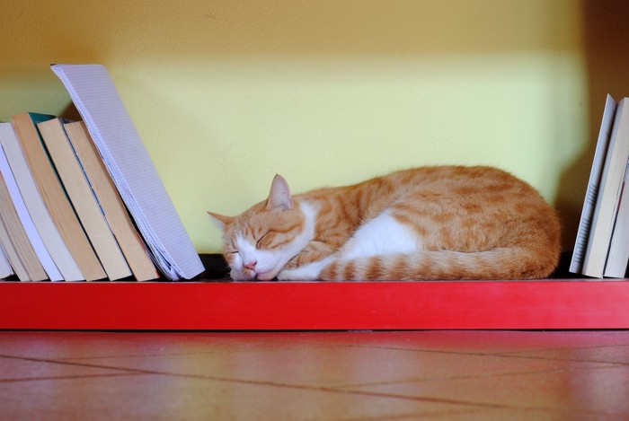 本棚で寝る猫