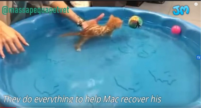 水に入る猫