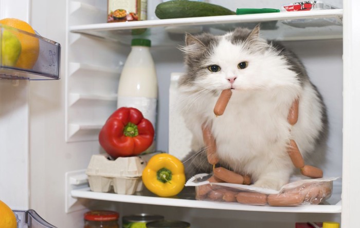冷蔵庫でソーセージを食べる猫
