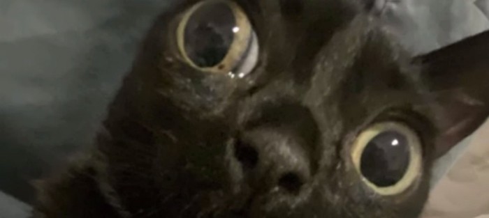 目がとても大きい黒い子猫