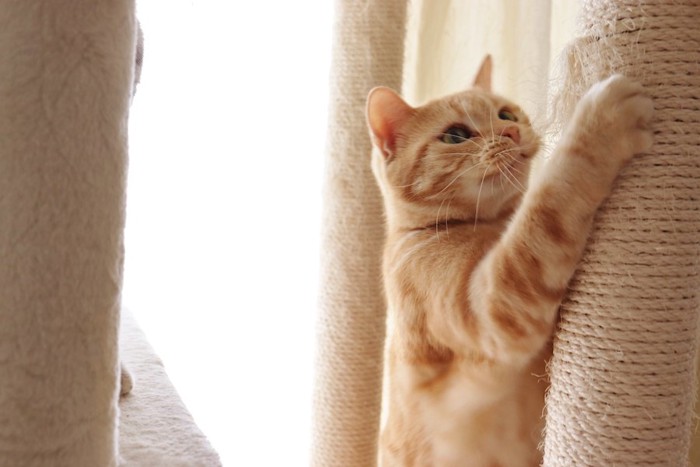 キャットタワーの柱で爪を研ぐ猫