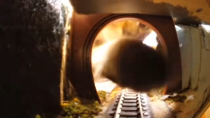 トンネルに前足を入れる猫