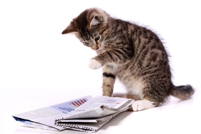 新聞で遊ぶ子猫