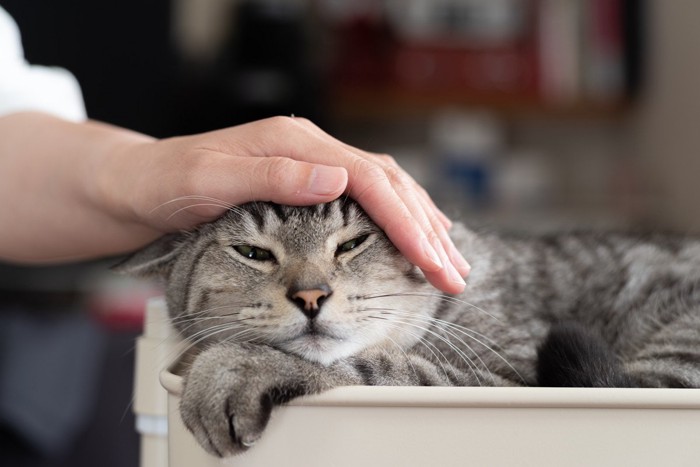猫の頭を撫でる女性の手