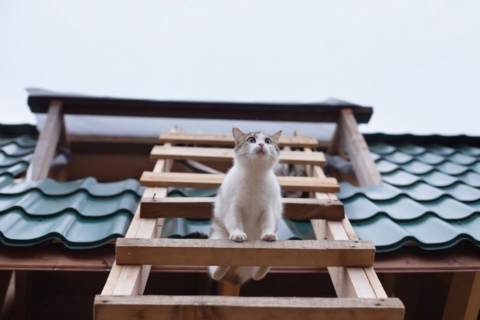 家にかけられたはしごにいる猫