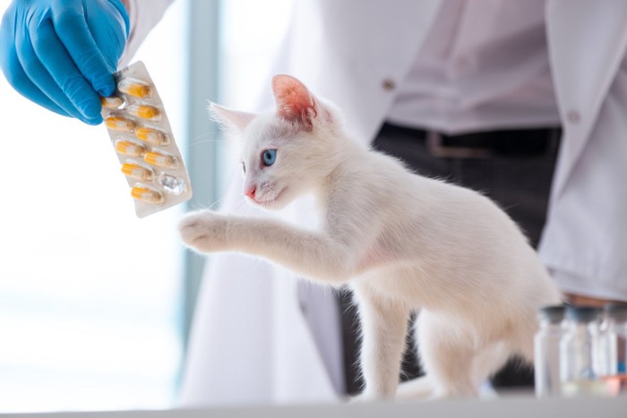 白い子猫と薬を持つ獣医さん