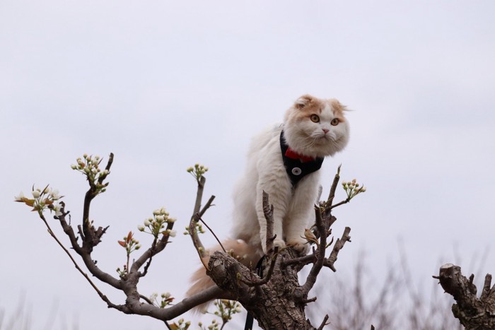 木の上に登る猫