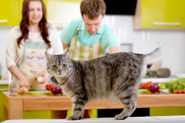 キッチンで振り向く猫